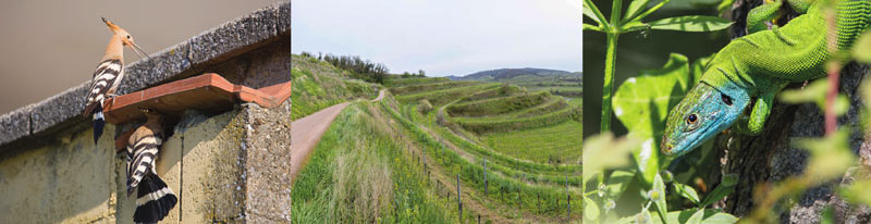 Kaiserstuhl