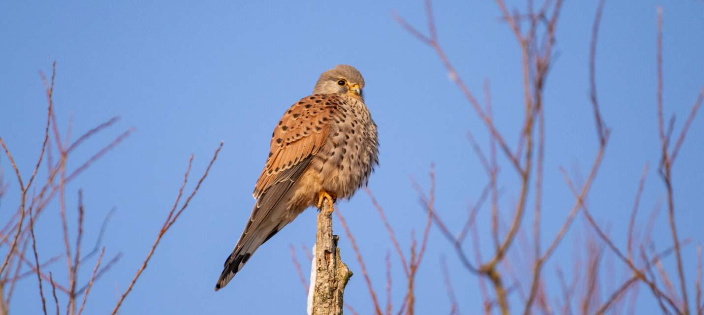 Turmfalke
