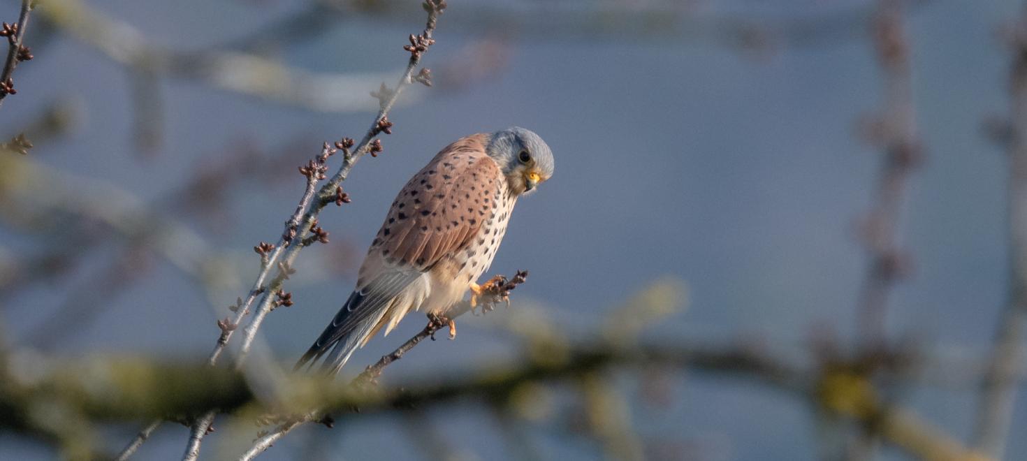 Falke